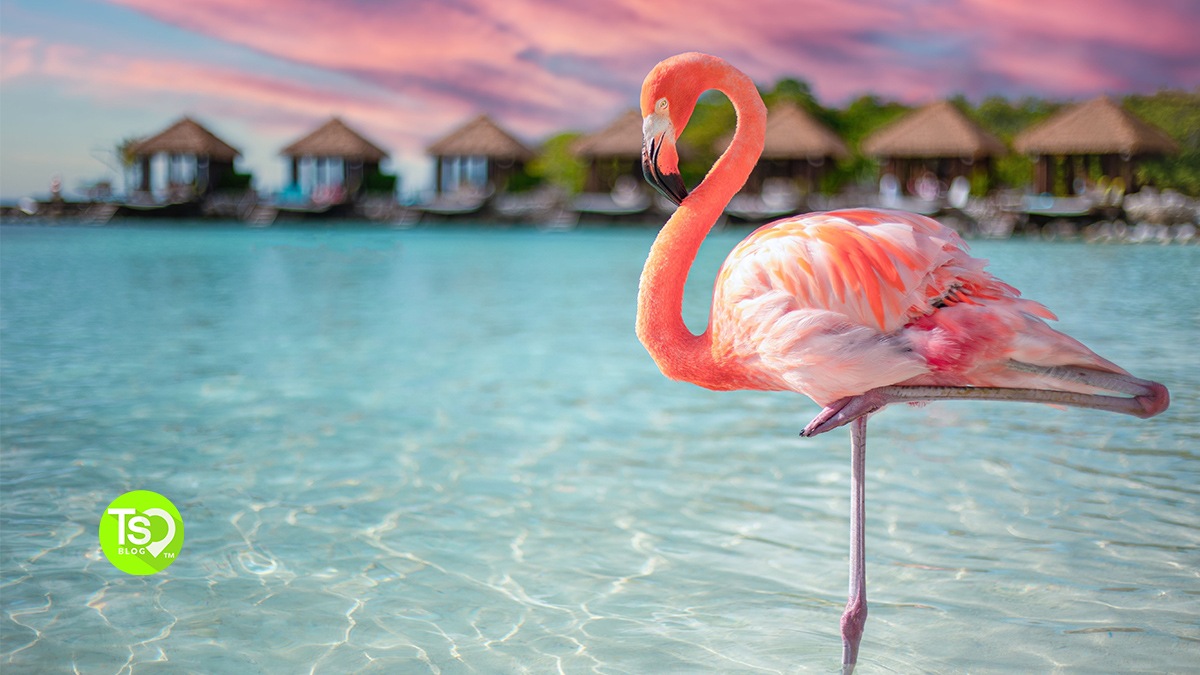 When is the Best Time To Go To Aruba